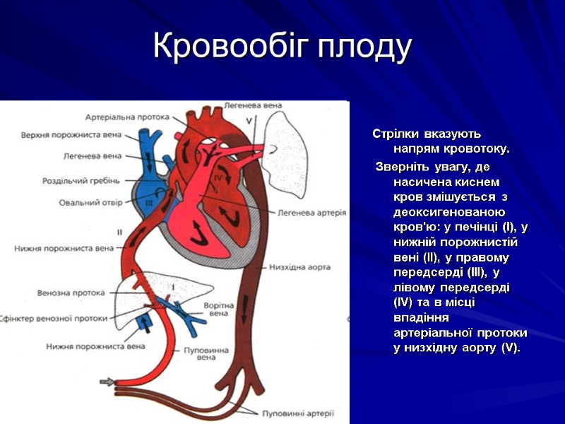 Кровообіг плоду   Стрілки вказують напрям кровотоку.  Зверніть увагу, де насичена киснем